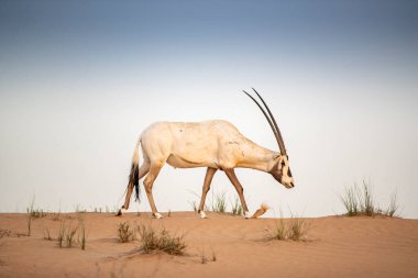 Arap antilobu, Dubai, Birleşik Arap Emirlikleri 'nin kızıl kumlu çöl koruma alanında.