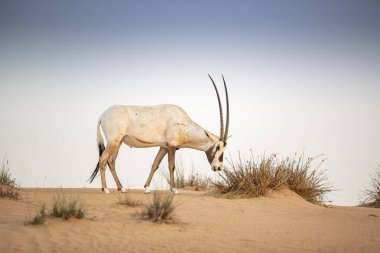 Arap antilobu, Dubai, Birleşik Arap Emirlikleri 'nin kızıl kumlu çöl koruma alanında.