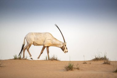 Arap antilobu, Dubai, Birleşik Arap Emirlikleri 'nin kızıl kumlu çöl koruma alanında.