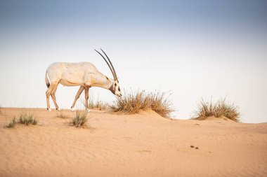 Arap antilobu, Dubai, Birleşik Arap Emirlikleri 'nin kızıl kumlu çöl koruma alanında.