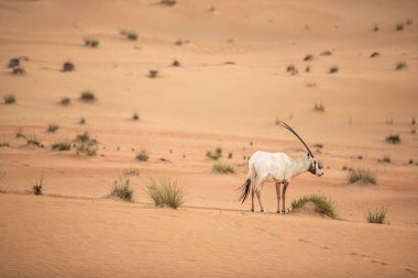 Arap antilobu, Dubai, Birleşik Arap Emirlikleri 'nin kızıl kumlu çöl koruma alanında.