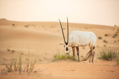 Arap antilobu, Dubai, Birleşik Arap Emirlikleri 'nin kızıl kumlu çöl koruma alanında.