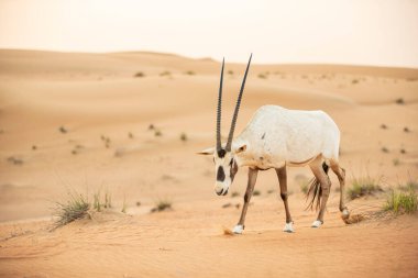Arap antilobu, Dubai, Birleşik Arap Emirlikleri 'nin kızıl kumlu çöl koruma alanında.