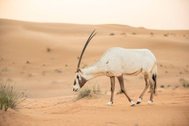 Arap antilobu, Dubai, Birleşik Arap Emirlikleri 'nin kızıl kumlu çöl koruma alanında.