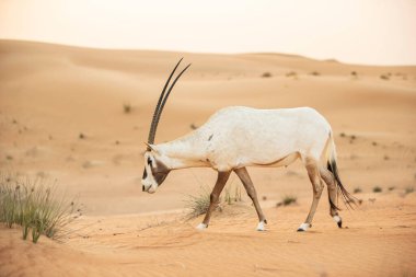 Arap antilobu, Dubai, Birleşik Arap Emirlikleri 'nin kızıl kumlu çöl koruma alanında.