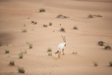 Arap antilobu, Dubai, Birleşik Arap Emirlikleri 'nin kızıl kumlu çöl koruma alanında.