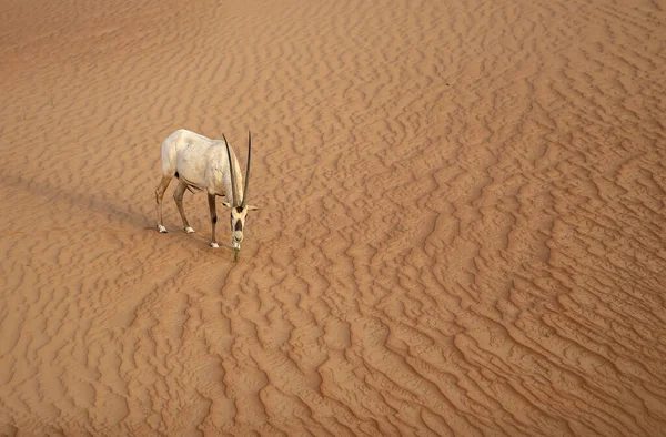 Arabian Oryx Red Sand Desert Conservation Area Dubai Zjednoczone Emiraty — Zdjęcie stockowe