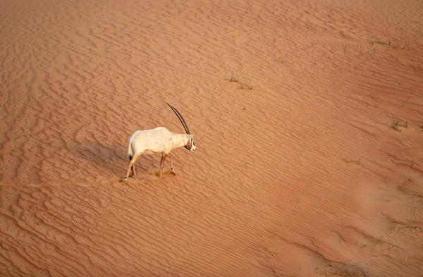 アラブ首長国連邦ドバイの赤い砂の砂漠の保全地域でアラビアオリックス — ストック写真