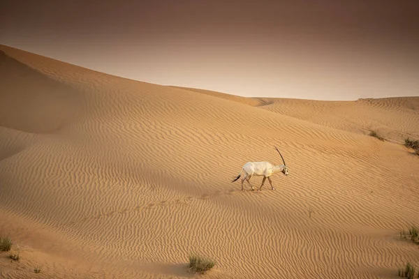 Arabský Oryx Oblasti Ochrany Pouště Dubaj Spojené Arabské Emiráty — Stock fotografie