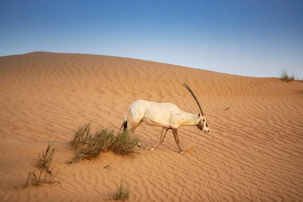 Arabian Oryx Red Sand Desert Conservation Area Dubai Zjednoczone Emiraty — Zdjęcie stockowe