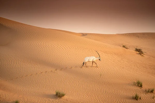 Oryx Árabe Área Conservación Del Desierto Las Arenas Rojas Dubai — Foto de Stock