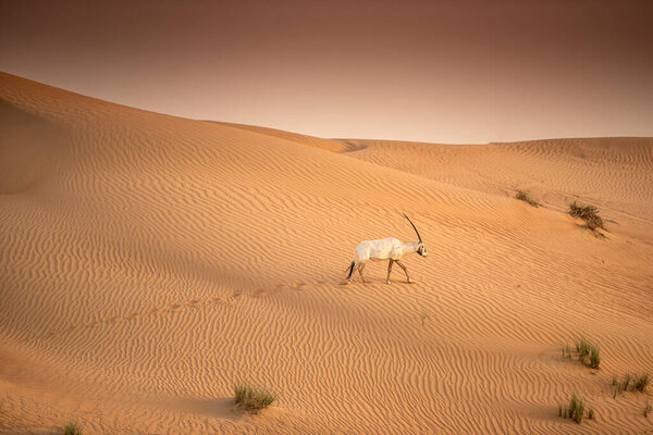 Arabian Oryx in the red sands desert conservation area of Dubai, United Arab Emirates