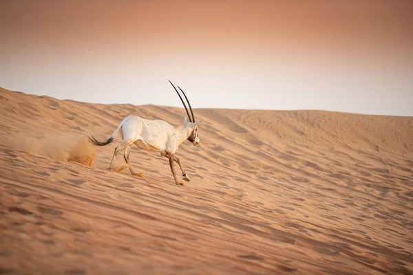 Oryx Arabe Dans Zone Conservation Désert Sable Rouge Dubaï Émirats — Photo