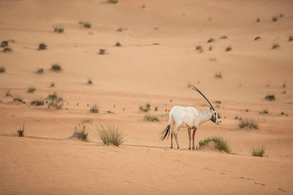 Arabský Oryx Oblasti Ochrany Pouště Dubaj Spojené Arabské Emiráty — Stock fotografie