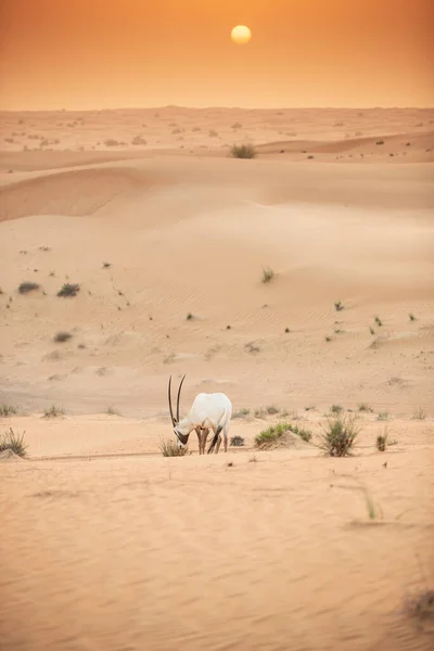 Oryx Árabe Área Conservación Del Desierto Las Arenas Rojas Dubai —  Fotos de Stock