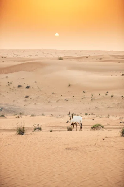 Arabian Oryx Red Sand Desert Conservation Area Dubai Zjednoczone Emiraty — Zdjęcie stockowe