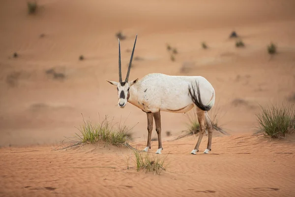 Oryx Arabe Dans Zone Conservation Désert Sable Rouge Dubaï Émirats — Photo