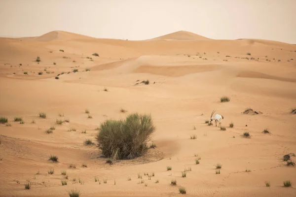 Arabian Oryx Red Sand Desert Conservation Area Dubai Zjednoczone Emiraty — Zdjęcie stockowe