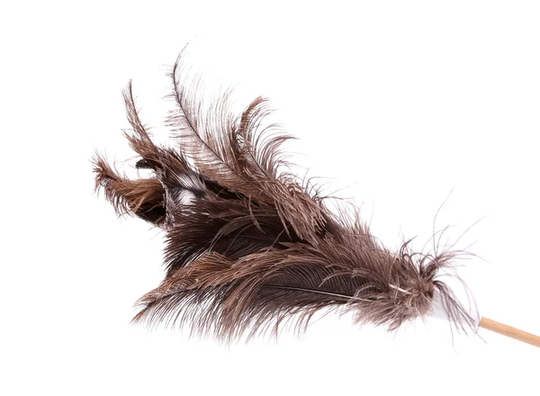 Brush ostrich feather — Stock Photo, Image