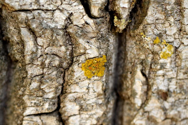 Casca de salgueiro close-up — Fotografia de Stock