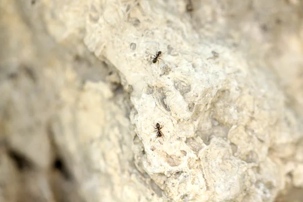 Муравьи на скале, макро вид — стоковое фото