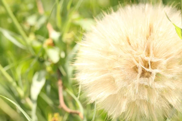 Gros plan extrême de graines de pissenlit pelucheuses — Photo