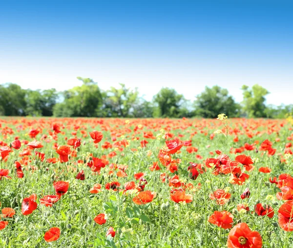Poppy flowers against the blue sky and trees — Stock Photo, Image