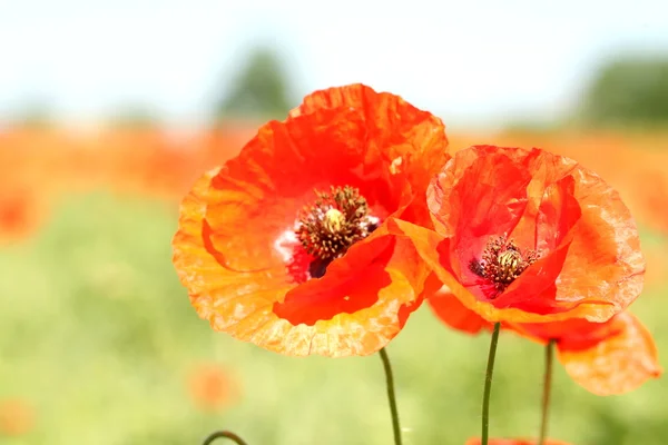 Zwei rote wilde Mohnblumen. — Stockfoto