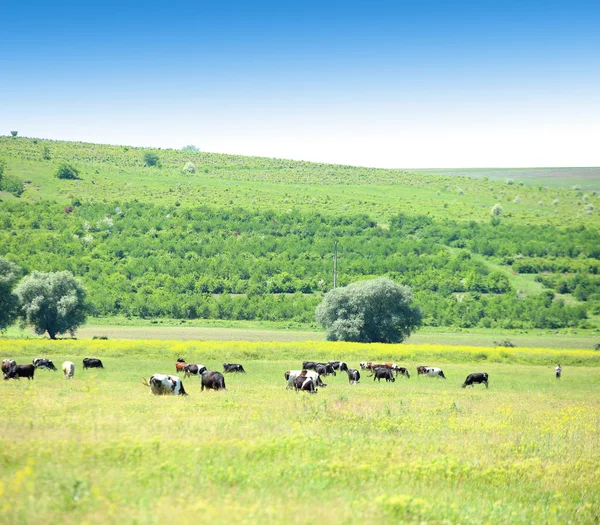 Vacas no prado. — Fotografia de Stock