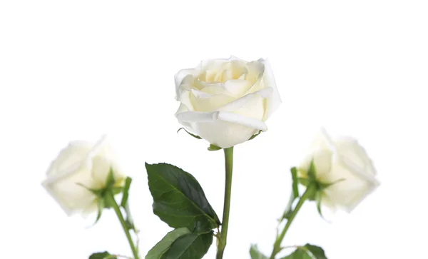 Three white roses — Stock Photo, Image