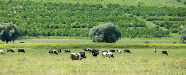 Mucche al pascolo in un terreno agricolo — Foto Stock