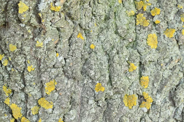 Yellow mold on the tree bark. Texture. — Stock Photo, Image