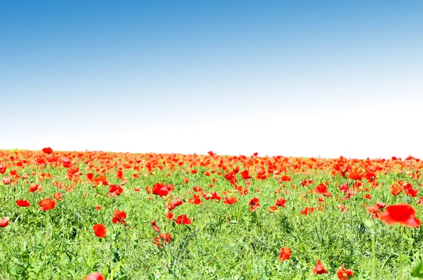 Red poppy — Stock Photo, Image