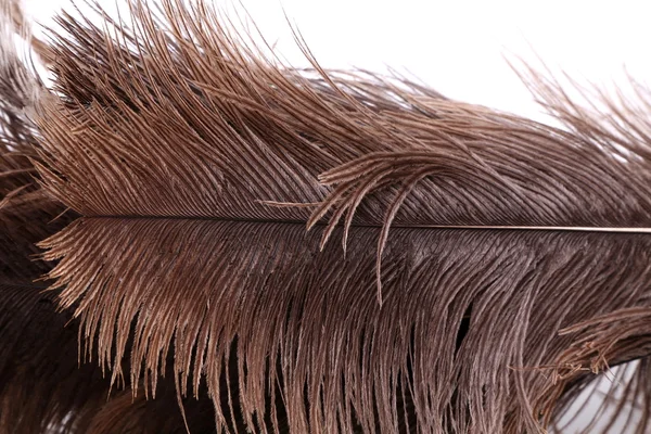 Brown feathers — Stock Photo, Image