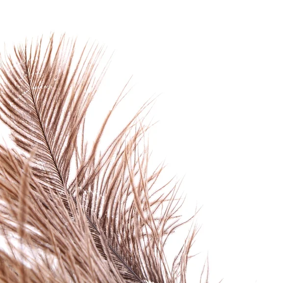 Brown feathers half background — Stock Photo, Image