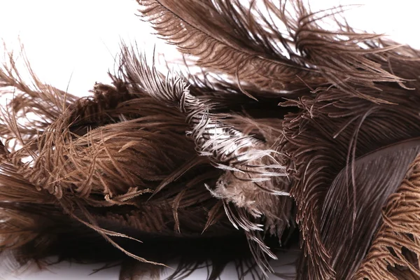 Коричневые перья — стоковое фото