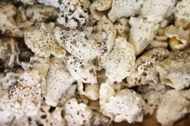 arka plan kabukları.