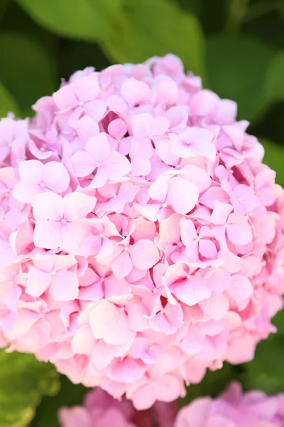 Roze inflorenscence van hortensia. — Stockfoto