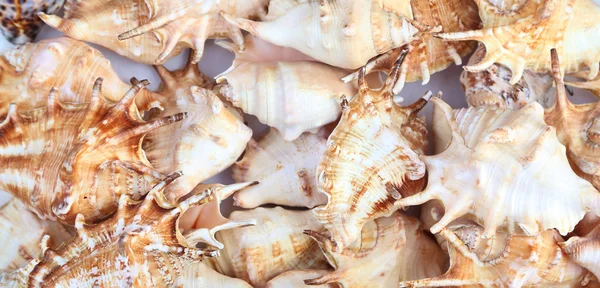Many shells of rapana. Close-up. Background. — Stock Photo, Image