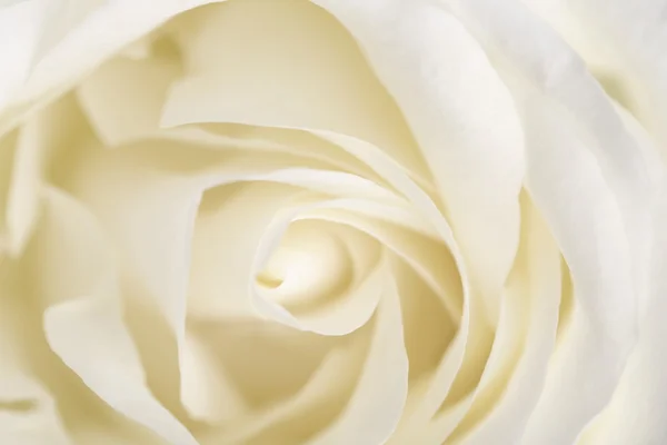 White rose petals close up — Stock Photo, Image