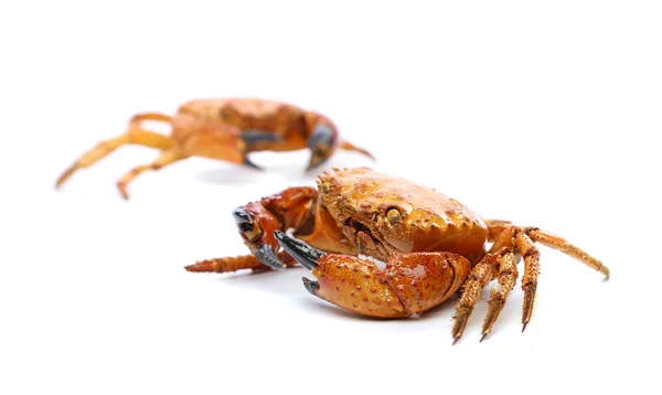 Deux crabes rouges de fruits de mer isolés sur un blanc — Photo