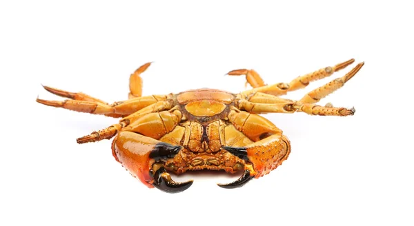 Skaldjur röd krabba isolerad på en vit bakgrund — Stockfoto