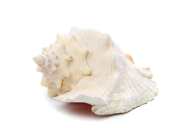 白に隔離された貝殻は — ストック写真