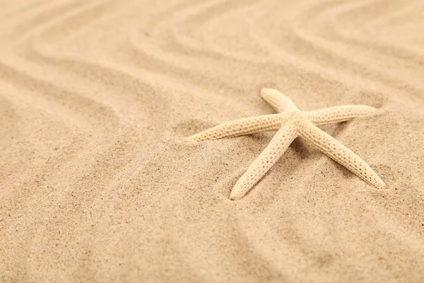 One starfish is located on sandy background — Stock Photo, Image