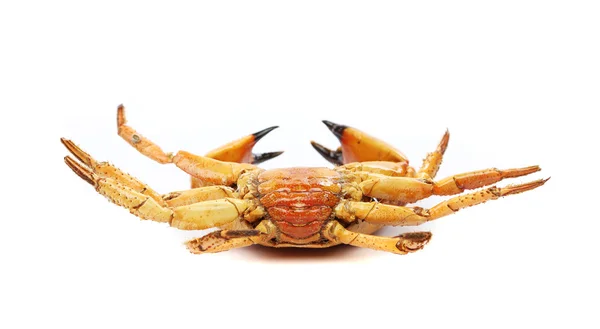 Meeresfrüchte rote Krabbe isoliert auf weißem Hintergrund — Stockfoto