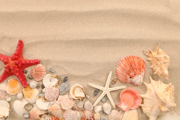 Lot of shells and seastars on sandy background — Stock Photo, Image