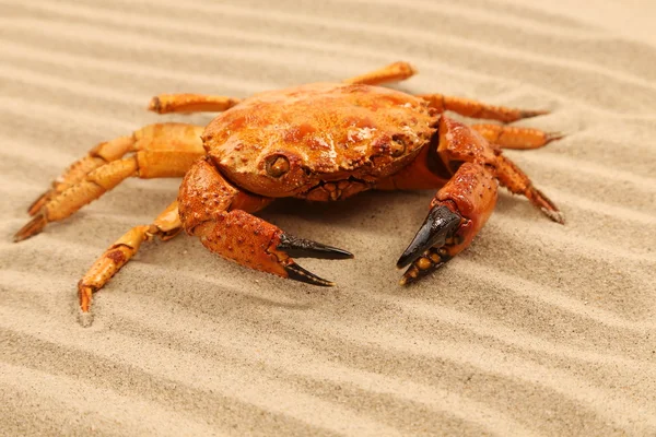 En krabba ligger på sandstranden bakgrund — Stockfoto