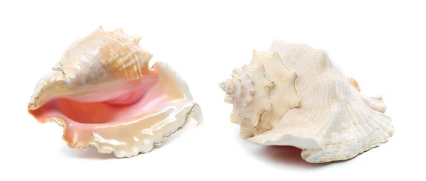 Dos conchas marinas aisladas sobre un fondo blanco —  Fotos de Stock