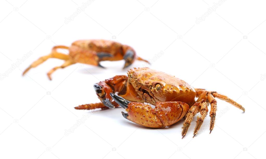 Two seafood red crabs isolated on a white