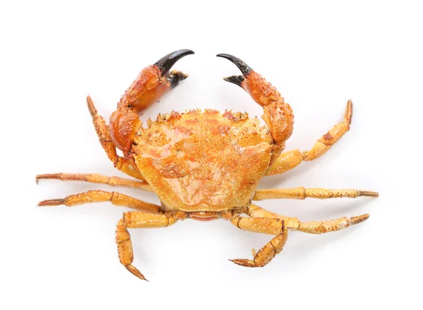 Crabe bouilli jaune isolé sur fond blanc — Photo